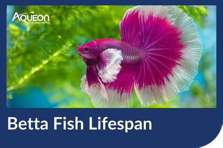 Betta Fish Lifespan