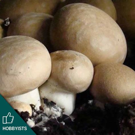 Agaricus bisporus | Mycelia