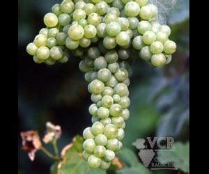 Malvasia Bianca Wine Information