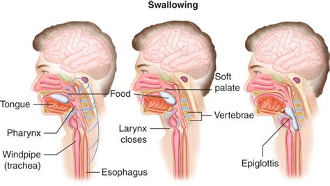 Deglutition - StoryMD