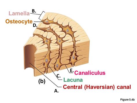 Image result for osteocyte in a lacuna | Structure of bone, Microscopic, Save