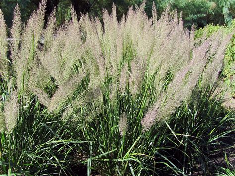 Calamagrostis brachytricha (Korean Feather Grass) | Feather reed grass, Ornamental grasses, Grass