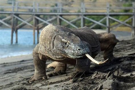 Photography Tour in Flores & Komodo | Komodo Island TourKomodo Island Tour