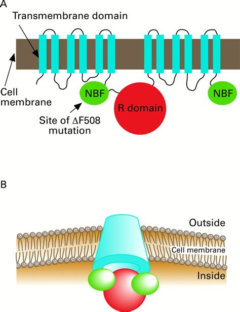 ΔF508 in cystic fibrosis: willing but not able | Archives of Disease in ...