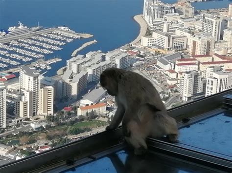 Gibraltar Cable Car - 2020 All You Need to Know BEFORE You Go (with Photos) - TripAdvisor