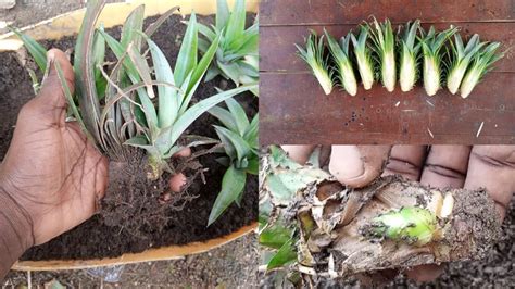 Growing Pineapple, Pineapple Planting, Propagation, Projects To Try, The Creator, Plants, Plant ...