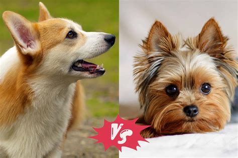 Do Corgis and Yorkshire Terriers Get Along? What You Need to Know - MyFavCorgi