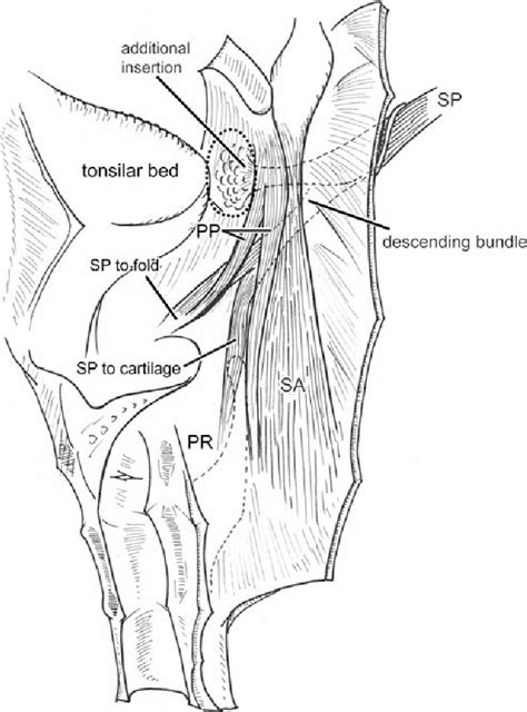 Stylopharyngeus muscle | Semantic Scholar