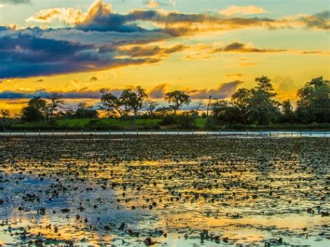 Parque Nacional do Pantanal Mato-grossense preserva rica fauna e flora ...