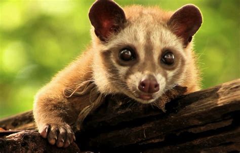 Asian Palm Civet Amphibians, Mammals, Asian Palm Civet, Sugar Glider ...