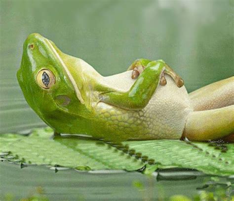 Let sleeping frogs lie! | Frog, Funny animals, Animals beautiful