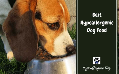 Best Hypoallergenic Dog Food | Hypoallergenic Dog