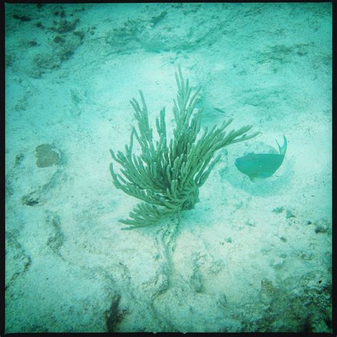 Bermuda trip | Snorkeling in Horseshoe Bay and Church Bay in… | Flickr