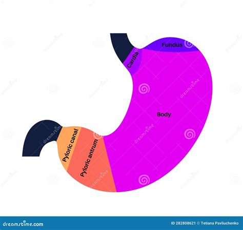 Stomach Sections Diagram Vector Illustration | CartoonDealer.com #283223556