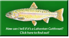 Lahontan Cutthroat Trout Range Maps – Wild Trout Streams