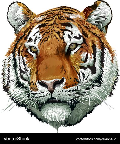 Tiger face color Royalty Free Vector Image - VectorStock