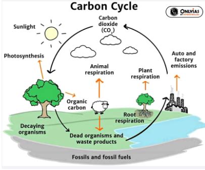 Biogeochemical Cycles: Types, Functions, And Significance - PWOnlyIAS