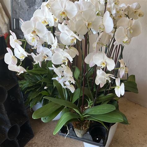 15 Orchids X50 for Sale in Fort Lauderdale, FL - OfferUp