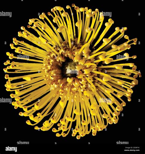 Protea pin coussin Banque d'images vectorielles - Alamy