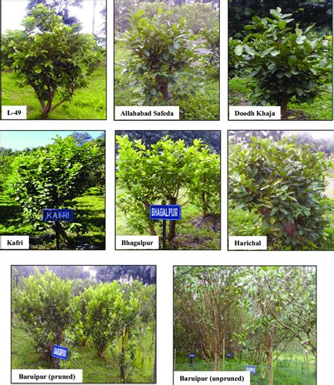 Comparison of shoot pruning of different guava cultivars. | Download Scientific Diagram