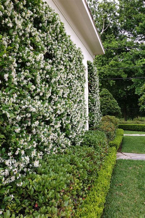 Star Jasmine (Rhyncospermum Jasminoides / Trachelospermum Jasminoides) – Climbing | Privacy ...