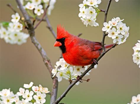 Red Birds Wallpapers - Entertainment Only