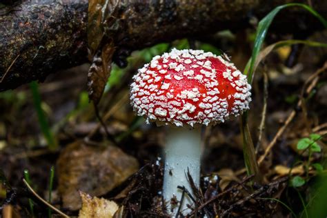 Close-up of Fly Agaric Mushroom on Field · Free Stock Photo