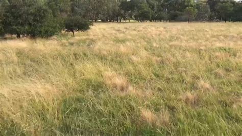 Reports on Help Protect Endangered Bandicoots - GlobalGiving