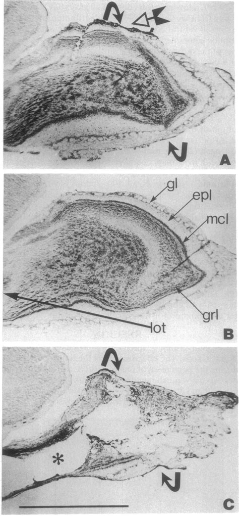 Mitral cell organization in the OB and the experimental paradigm for... | Download Scientific ...