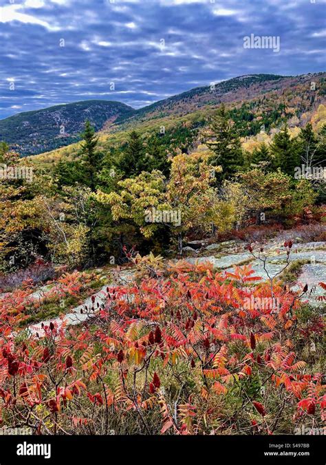 Acadia National Park fall foliage Stock Photo - Alamy