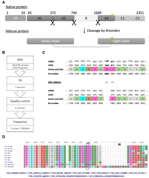 a Structure of novel and processed factor VIII protein. Signalling... | Download Scientific Diagram