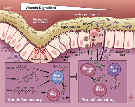 Frontiers | Relationships Between Vitamin D, Gut Microbiome, and Systemic Autoimmunity