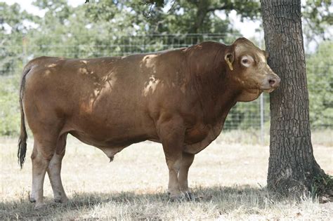 Wagyu Beef Cow For Sale - Goimages Smidgen