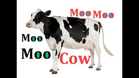 Cow Sounds Sound Effects - YouTube