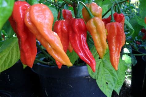 Bhut Jolokia Pepper Seeds | Super Hot Chiles