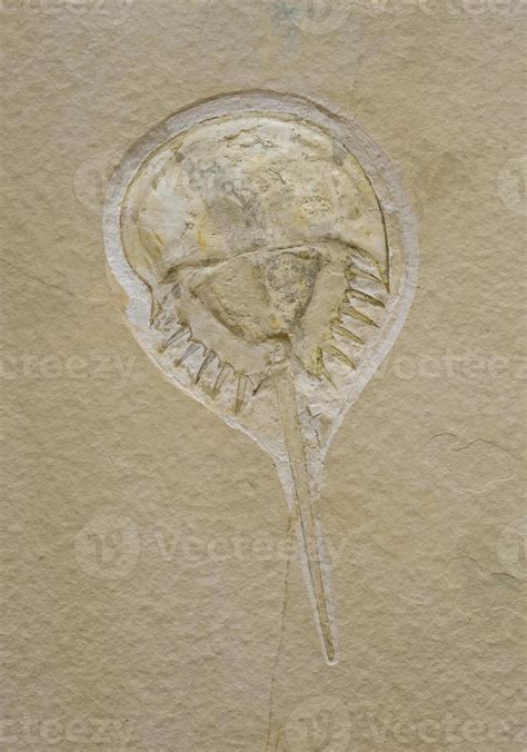 Horseshoe crab fossil. 946503 Stock Photo at Vecteezy