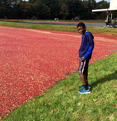 Cranberry harvest in Michigan - MSU Extension