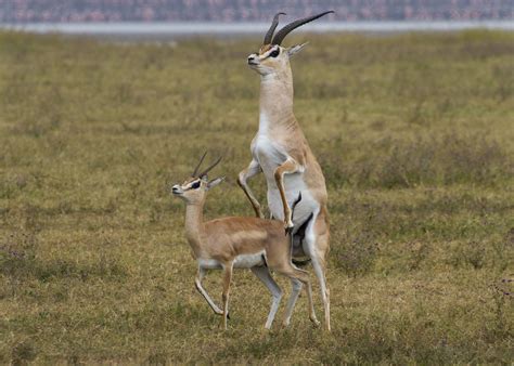 Grants Gazelle | Tanzania - Male Grant's gazelle attempting … | Flickr