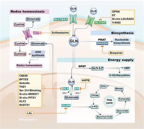 Frontiers | Therapeutic Potential of Glutamine Pathway in Lung Cancer