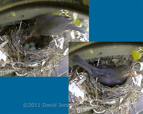 Blackbird at her nest, 20 April