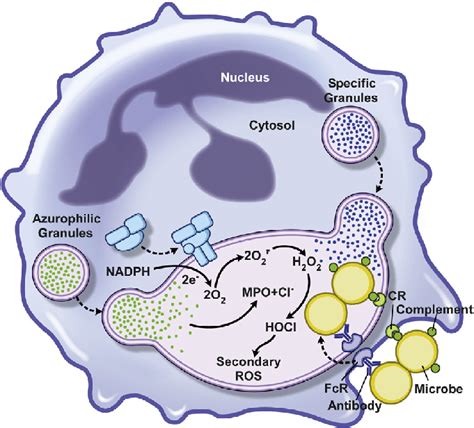 Polymorphonuclear leukocyte phagocytosis and microbicidal | Download ...