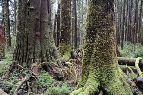 Canada's Disappearing Giants - John Zada