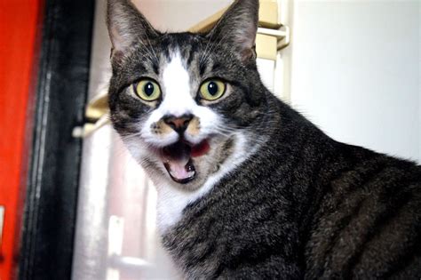 Crazy Cat Smile Free Stock Photo - Public Domain Pictures