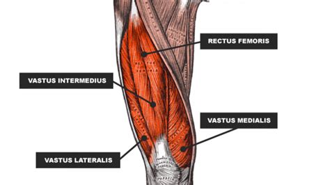 Quads - anatomy - RoxStar Fitness