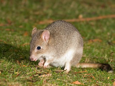 Trial labelled a 'success' despite all bettongs dying | Canberra CityNews