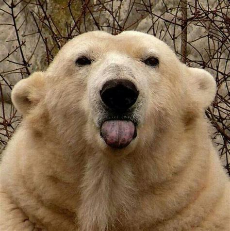 Pin by Ericka Toombs on Adorable animals | Polar bear, Funny animals ...