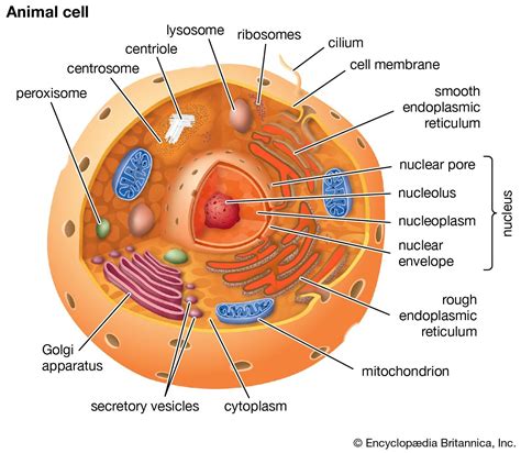 Eukaryotic Animal Cell Diagram Labeled
