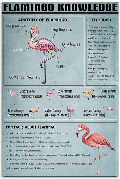 Poster No Frame Flamingo Flamingo Knowledge Anatomy Of Flamingo Etymology Fun Facts About ...