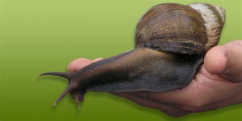 The Impressive Giant African Land Snail | Critter Science