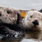 Are sea otters endangered